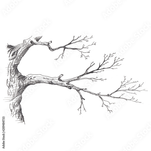recznie-ilustrowany-szkic-drzewa-w-stylu-doodle