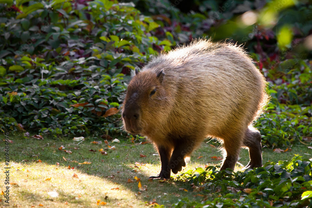 Capybara on a green lawn in sunset light is a symbol of South America. Capybara on a green lawn in sunset light is a symbol of South America.