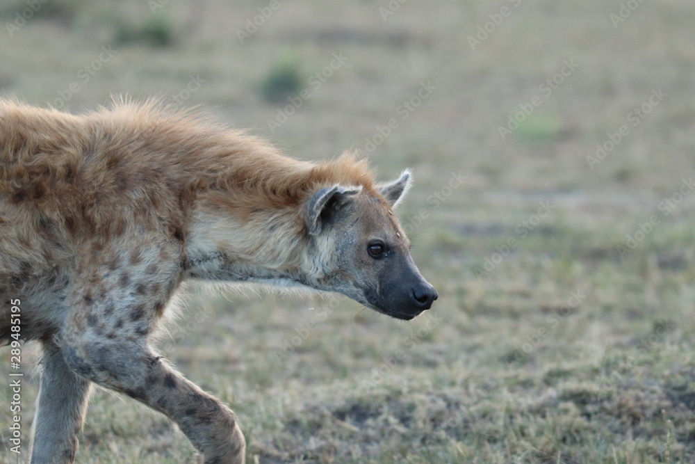 Spotted hyena (crocuta crocuta) face closeup, Masai Mara National Park, Kenya. Spotted hyena (crocuta crocuta) face closeup, Masai Mara National Park, Kenya.