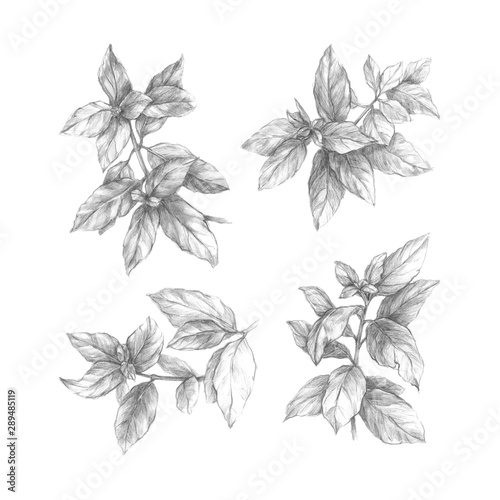 Branches with leaves. Hand drawn botanical illustration. Pencil drawing.