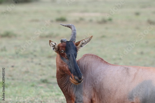 Topi missing a horn, Masai Mara National Park, Kenya.