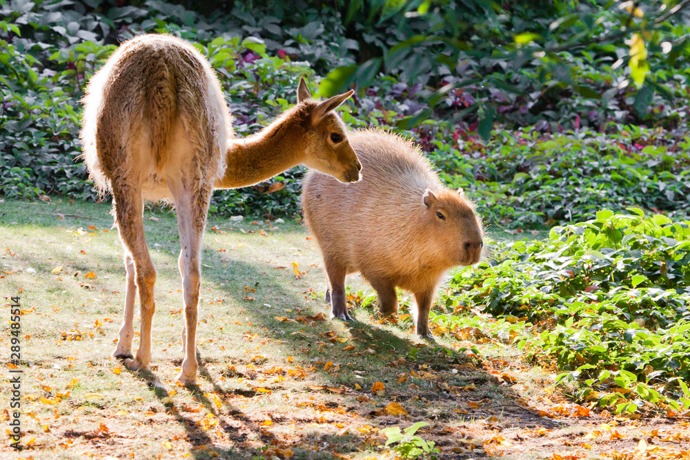 Llama and capybara - animal symbols of South and Latin America graze peacefully on a green lawn Llama and capybara - animal symbols of South and Latin America graze peacefully on a green lawn