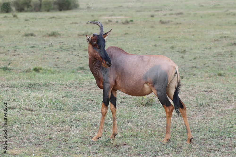 Topi missing a horn, Masai Mara National Park, Kenya. Topi missing a horn, Masai Mara National Park, Kenya.