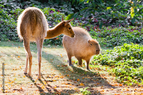 Llama and capybara - animal symbols of South and Latin America graze peacefully on a green lawn photo