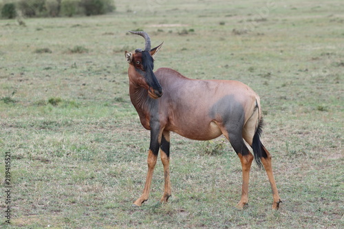 Topi missing a horn, Masai Mara National Park, Kenya.