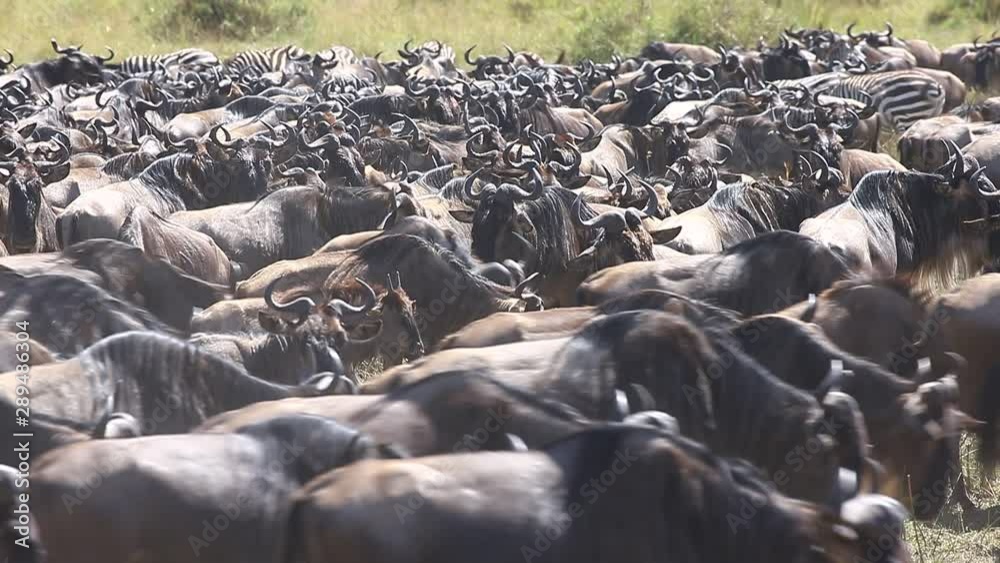 Big herd of wildebeest in the savannah. Great Migration. Kenya. Tanzania. Maasai Mara National Park. Big herd of wildebeest in the savannah. Great Migration. Kenya. Tanzania. Maasai Mara National Park.