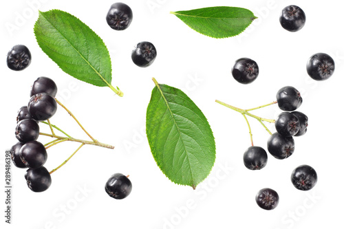 Chokeberry with green leaves isolated on white background. Black aronia. Top view photo