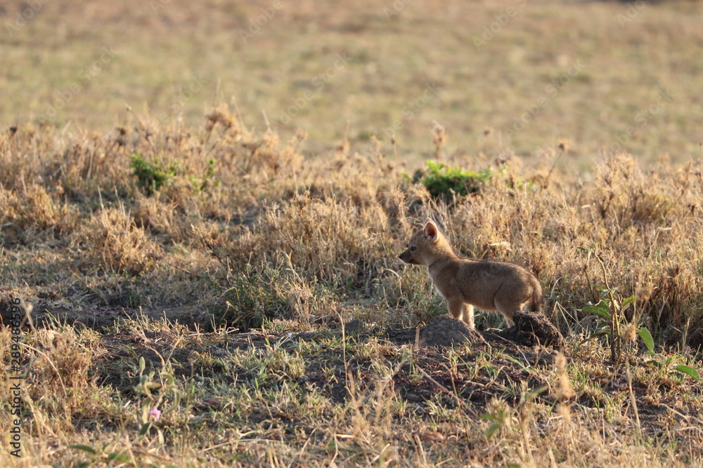 Black-backed jackal pup, Masai Mara National Park, Kenya. Black-backed jackal pup, Masai Mara National Park, Kenya.