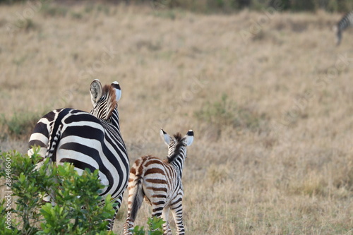 Zebra mom and her calf in the savannah  Masai Mara National Park  Kenya.