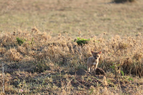 Black-backed jackal pup, Masai Mara National Park, Kenya.