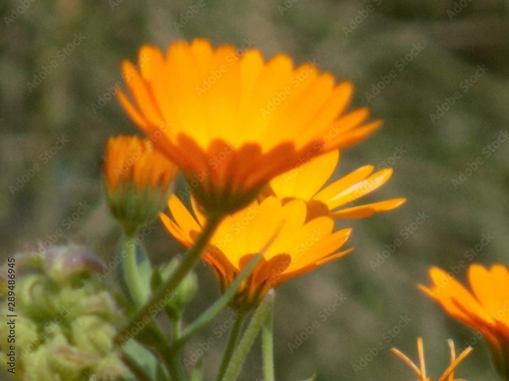 Blooming calendula. Simple undemanding plant with flowers of sun color.