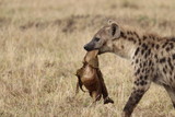 Spotted hyena (crocuta crocuta) carrying the stomach of a wildebeest, Masai Mara National Park, Kenya.