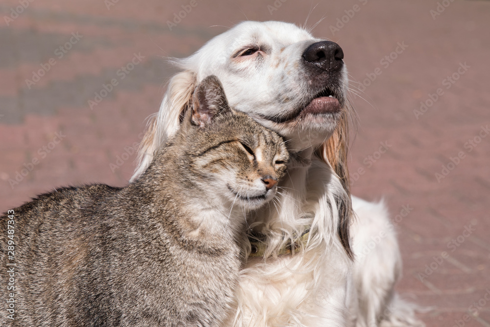 dog and cat friendship, cat and dog in love