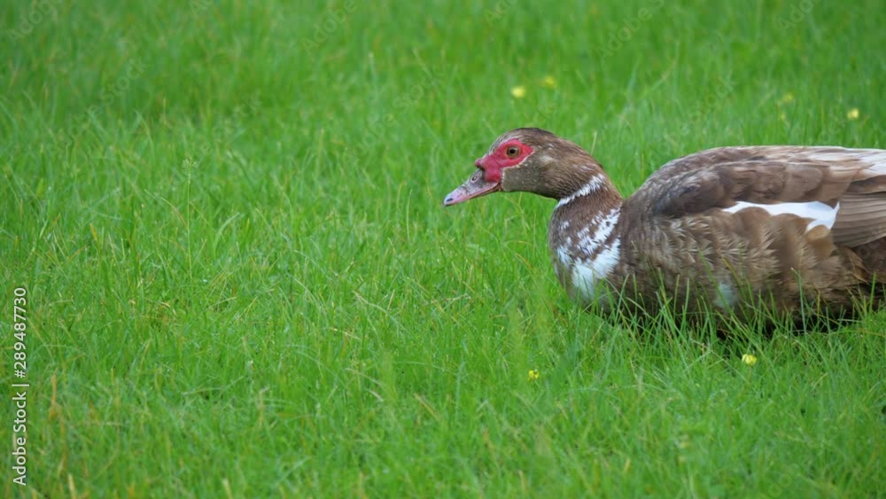 A female of Muscovy duck (Cairina moschata) eats insects and grass, walking along the green lawn. Poultry on a farm or in a village. A female of Muscovy duck (Cairina moschata) eats insects and grass, walking along the green lawn. Poultry on a farm or in a village.