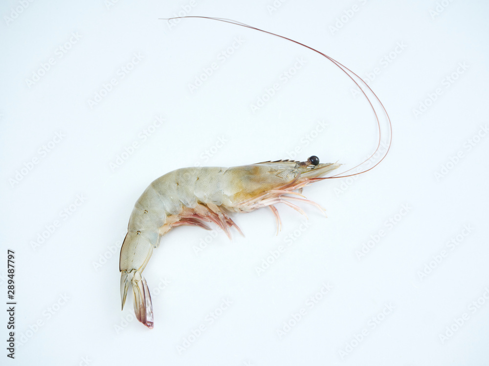 Fresh shrimp on white background Fresh shrimp on white background