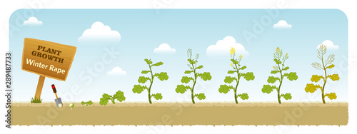 Agrarian Winter Rape Organic grows from the seed stage plant growing