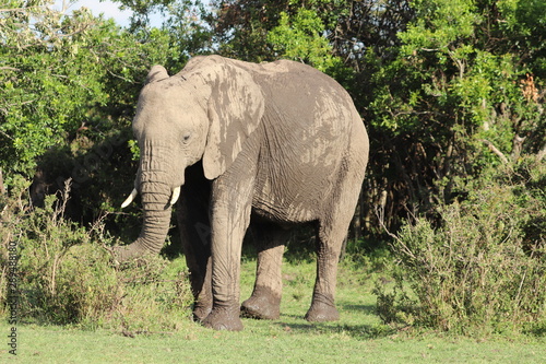 Elephant in bushes, Masai Mara National Park, Kenya.