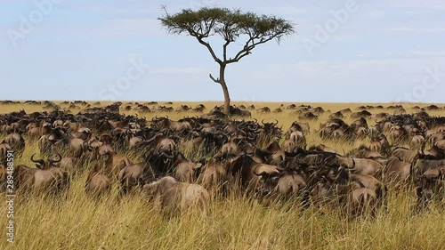 Big herd of wildebeest in the savannah. Great Migration. Kenya. Tanzania. Maasai Mara National Park. photo