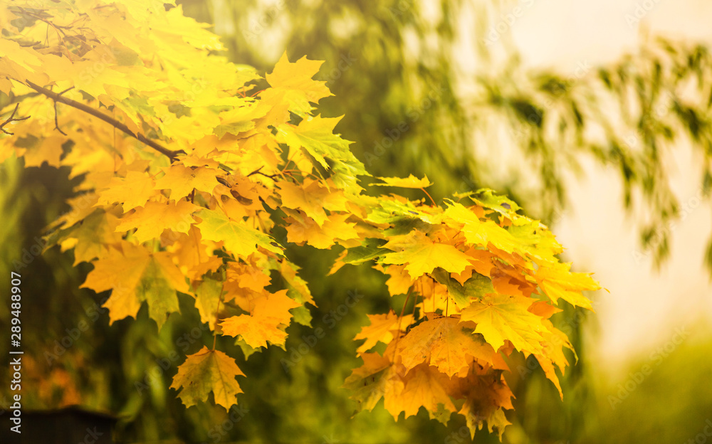 Collection of beautiful colorful autumn leaves green yellow orange red Collection of beautiful colorful autumn leaves green yellow orange red