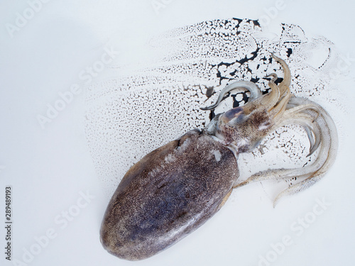 Fényképezés Fresh squid with black ink