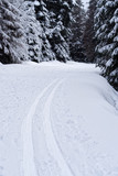 Winter sport, cross-country skiing trail, loipe in a forest