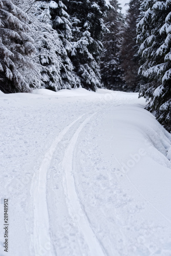 Winter sport, cross-country skiing trail, loipe in a forest © Dennis Gross