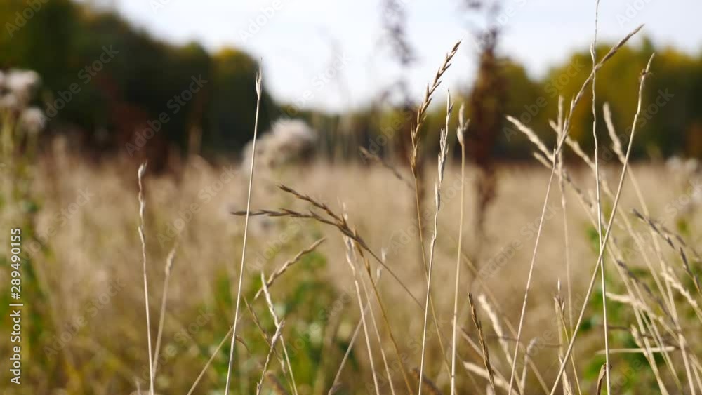 Autumn grass and forest rack focus shot Autumn grass and forest rack focus shot
