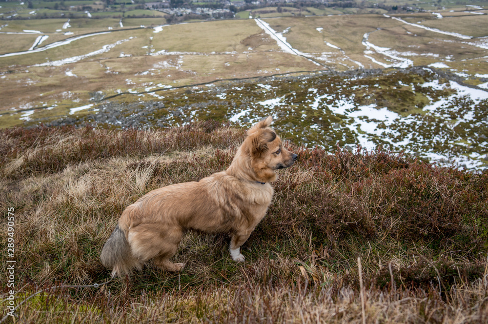 Dog on moorland