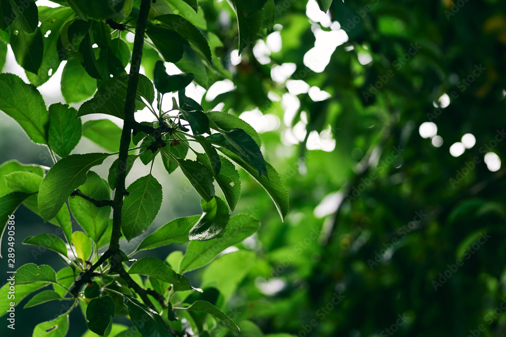green leaves of a tree in spring green leaves of a tree in spring