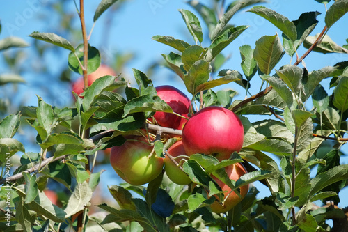 Nice red apples stillon the branches of a tree. photo