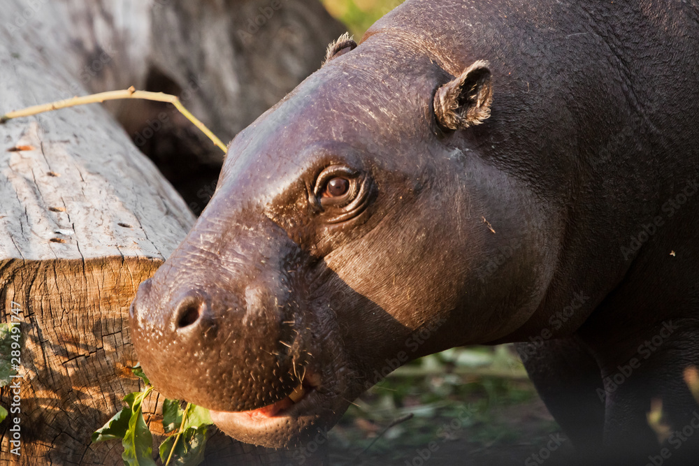 muzzle of a dwarf Liberian hippo, portrait. , a cute little fat hippo eating green foliage and looking. muzzle of a dwarf Liberian hippo, portrait. , a cute little fat hippo eating green foliage and looking.