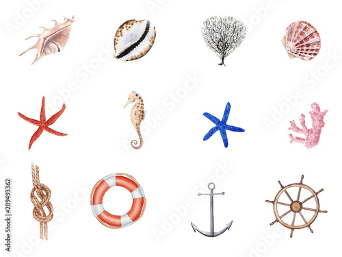 Hand Drawn watercolor nautical illustration set. Anchor, Knot, sea horse and sea shells isolated on white background.