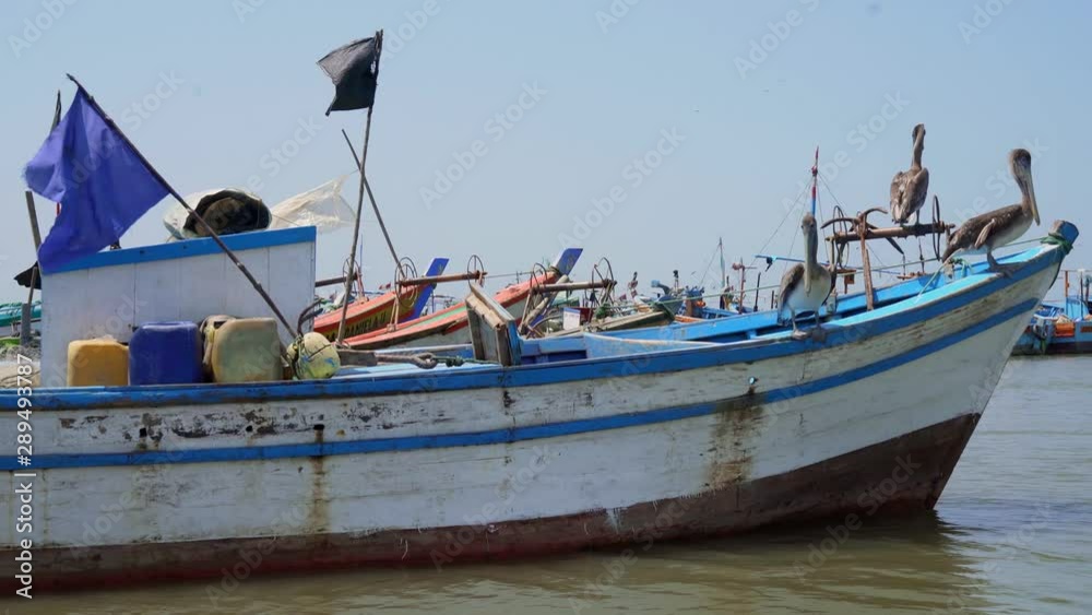Pelicans sitting on fishing boat in the harbour of Puerto Pizarro in Peru