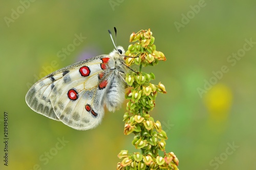 Photos Parnassius apollo 589