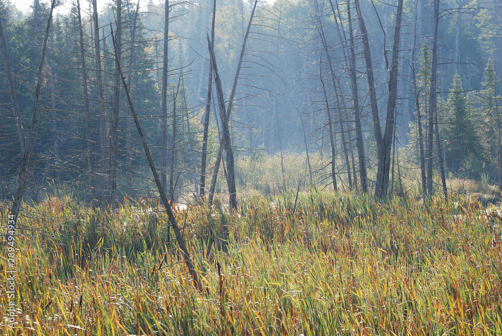 morning in the forest
