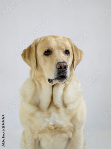 Portrait of a labrador