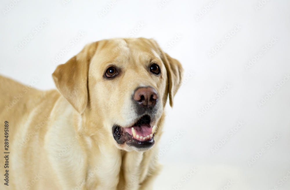Labrador retriever portrait white background Labrador retriever portrait white background