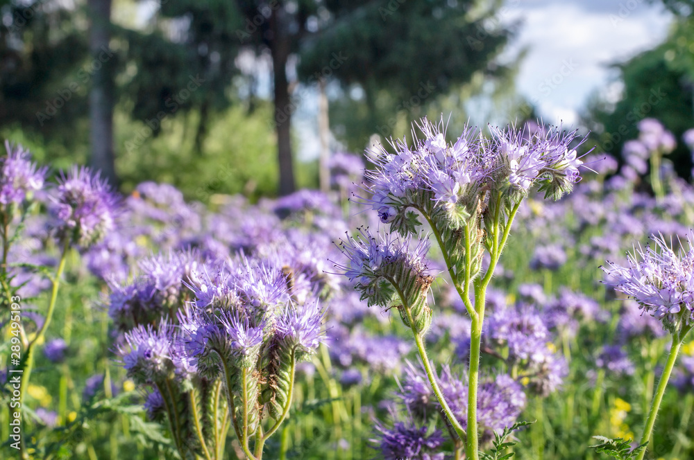 Naklejka premium Lacy phacelia blossoms in a garden