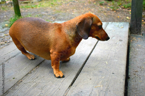 dog on street