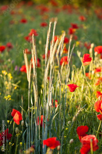 Klatschmohn  Papaver rhoeas 