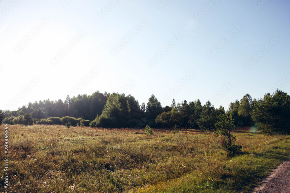 Field and pine forest
