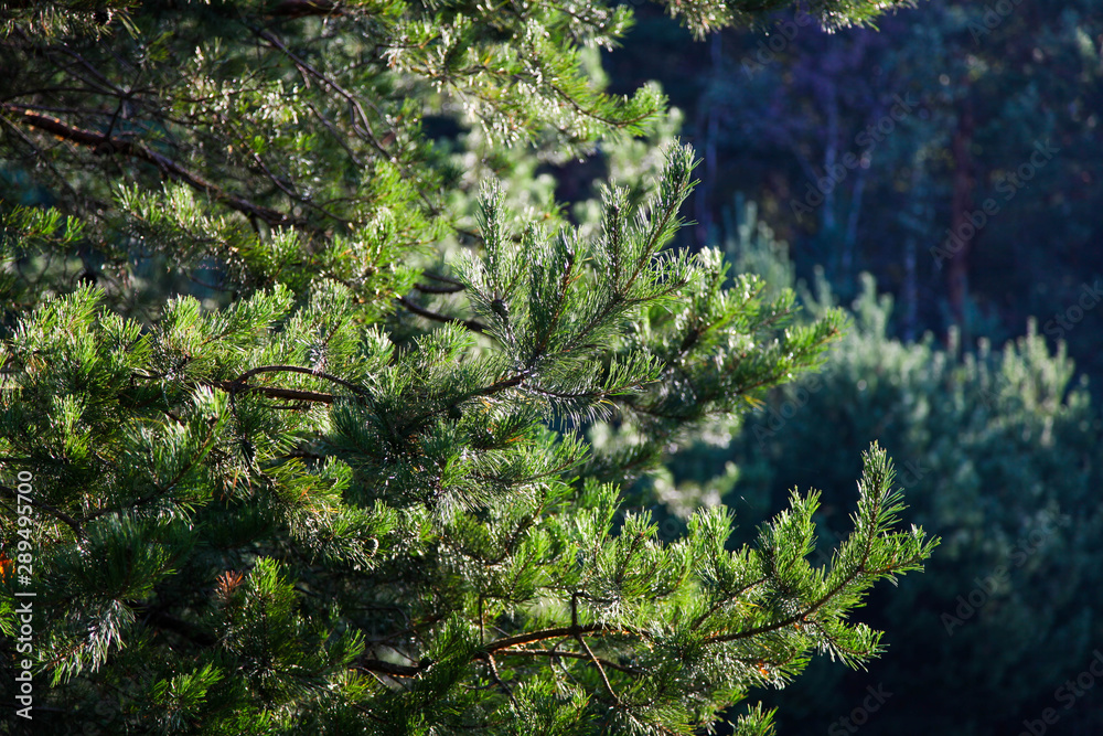 Natural sprig of spruce Natural sprig of spruce