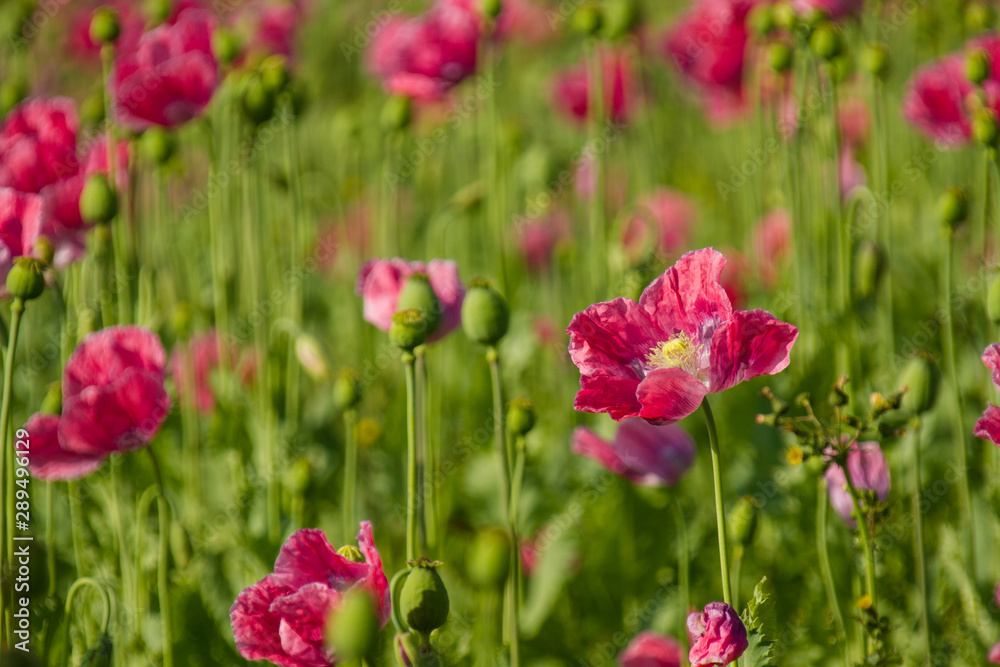 Schlafmohn (Papaver somniferum), Schlafmohnanbau in Deutschland Schlafmohn (Papaver somniferum), Schlafmohnanbau in Deutschland
