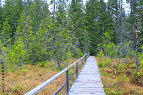 Wooden bridge over swamp in forest in taiga