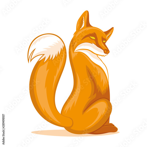 Sly orange fox on a white background.