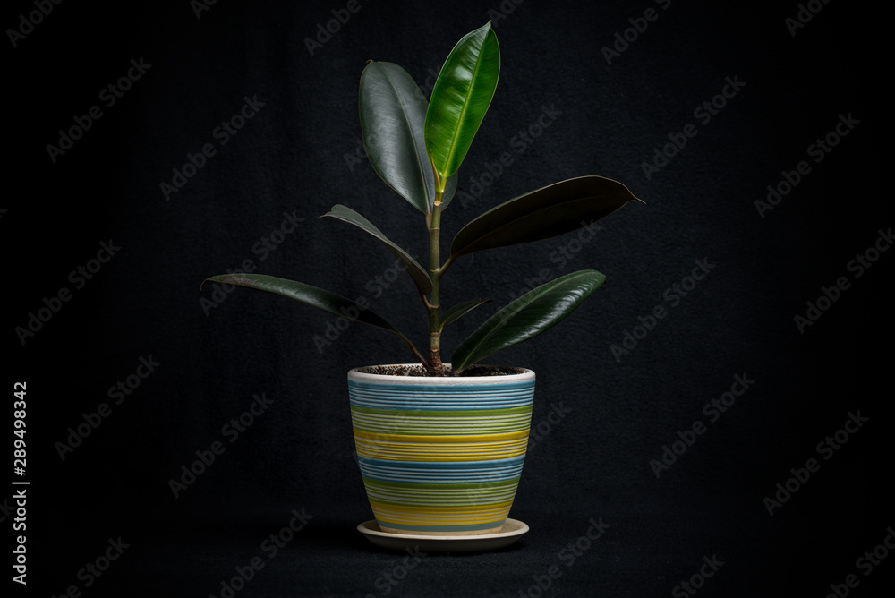 green plant in a pot green plant in a pot