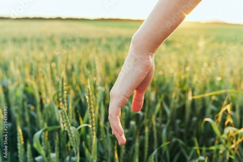 hand in wheat field © SHOTPRIME STUDIO