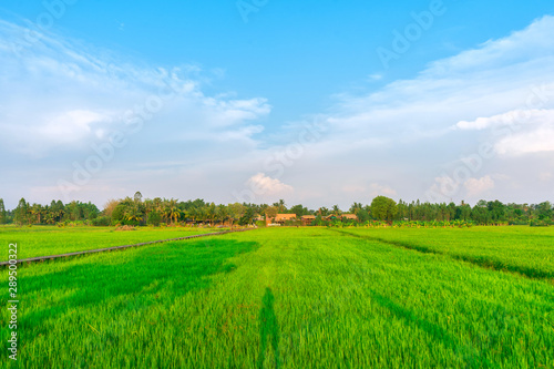 Green rice field   Khon Buri in Nakhon Ratchasima at Thailand.