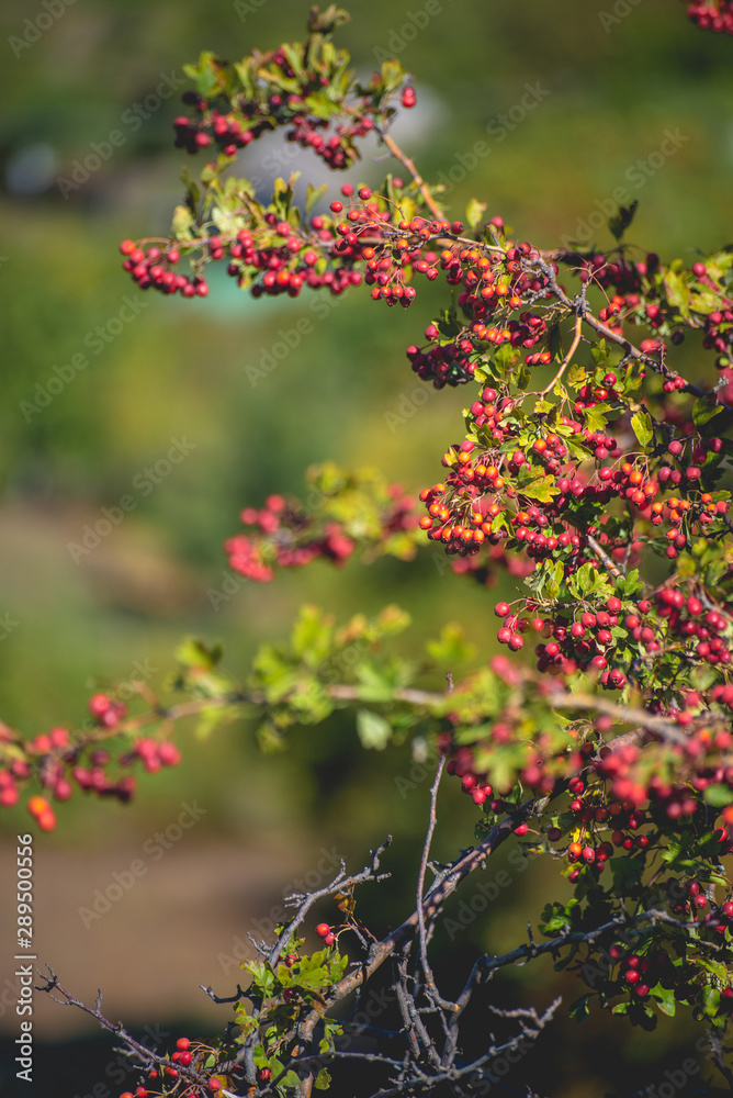 Autumn berries and fruits