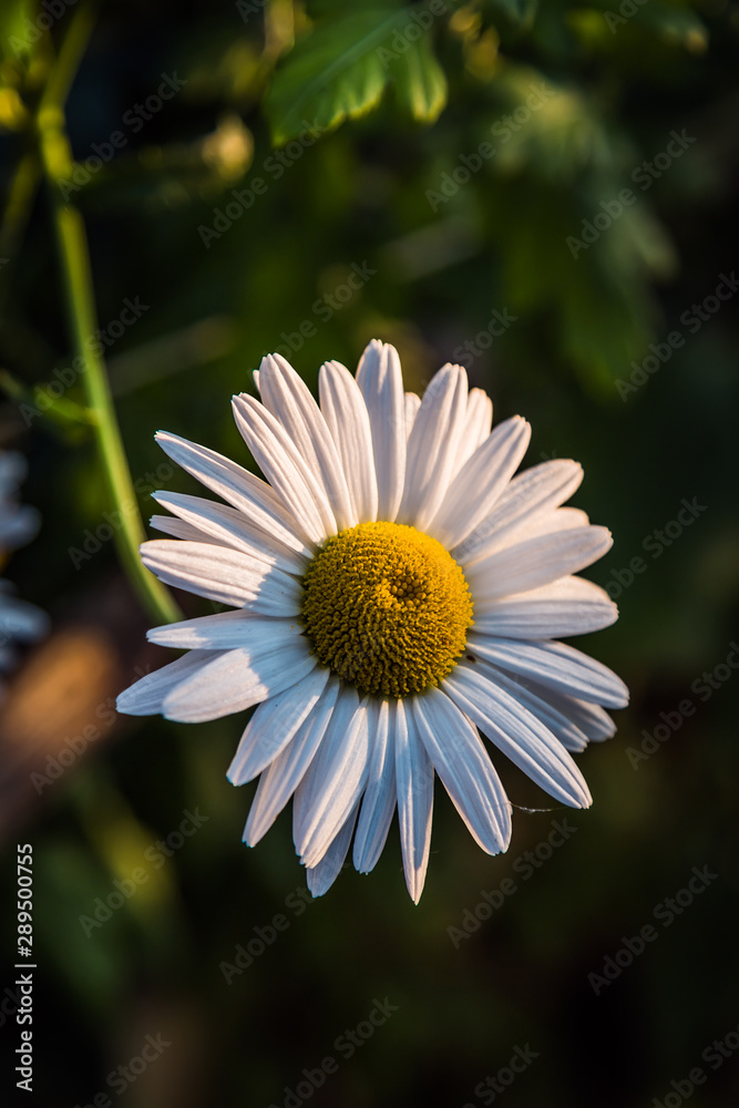 Fototapeta premium Daisy